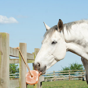 Animal-Lick-White-Horse