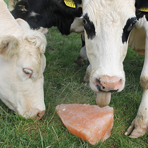 Large-Animal-Lump-Lick-Salt-Without-Rope